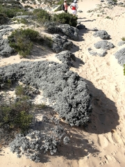 Achyranthemum argenteum