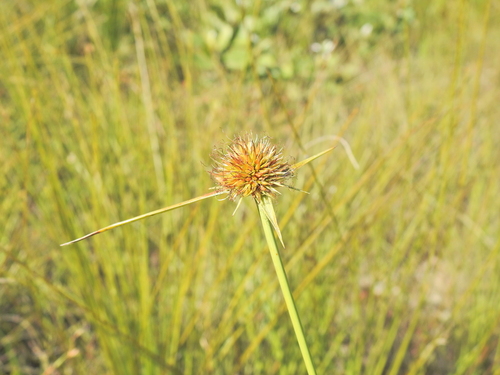 Image of Rhynchospora rubra by (c) Scott W. Gavins, some rights reserved (CC BY)