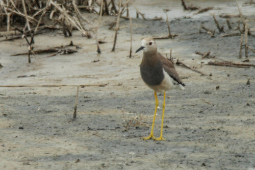 White-tailed Lapwing (Vanellus leucurus), photo 9