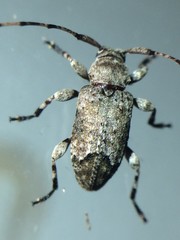 Sternidius mimeticus