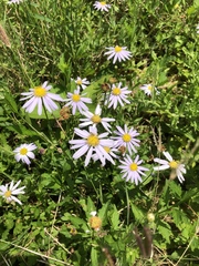 Aster indicus
