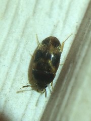 Litargus