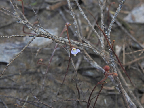 Image of Utricularia limosa by (c) Scott W. Gavins, some rights reserved (CC BY)