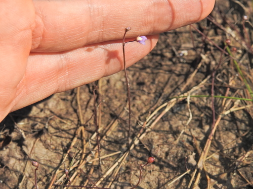 Image of Utricularia limosa by (c) Scott W. Gavins, some rights reserved (CC BY)