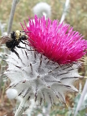 Cirsium occidentale occidentale