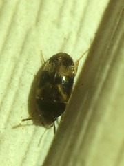 Litargus