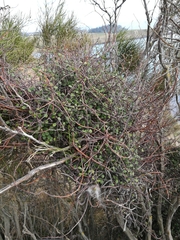 Muehlenbeckia complexa complexa