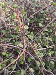 Muehlenbeckia complexa complexa