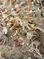 Chorizanthe cuspidata cuspidata