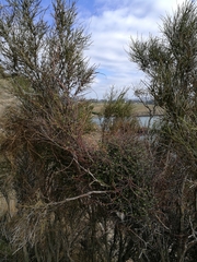 Muehlenbeckia complexa complexa