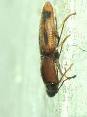 Aeolus scutellatus