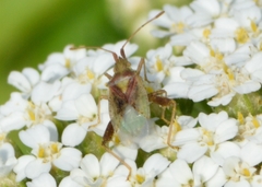 Harmostes reflexulus