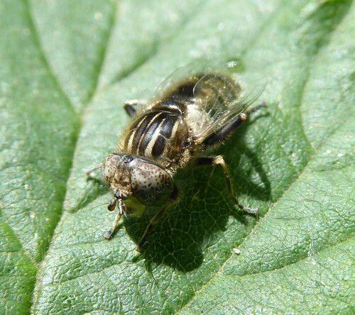 Small Spotty-eyed Drone Fly, Egmond-Binnen, Netherlands, photo 6 of 10