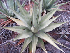 Agave titanota