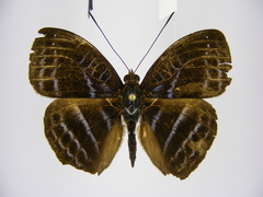 Euriphene luteostriata