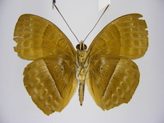 Euriphene luteostriata