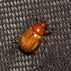 Anomala flavipennis