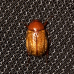 Anomala flavipennis