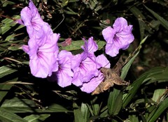 Enyo lugubris lugubris