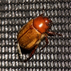 Anomala flavipennis