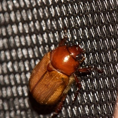 Anomala flavipennis