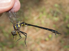 Somatochlora tenebrosa