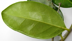 Chaetocarpus myrsinites