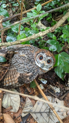 Mottled Wood Owl (Strix ocellata), photo 10