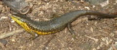 Trachylepis maculilabris