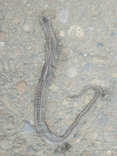 Taiwan Kukri Snake