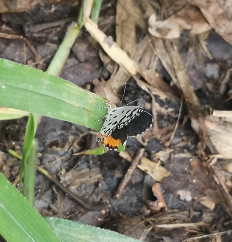 Talicada nyseus