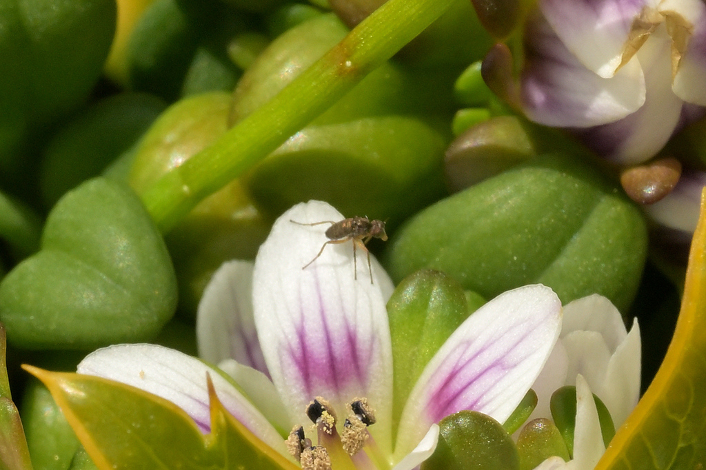 Apterachalcus