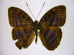 Euriphene ribensis