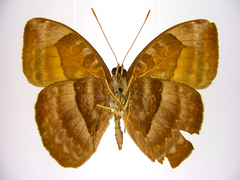 Euriphene ribensis
