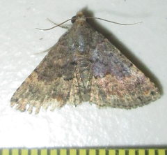 Eublemma nigrivitta