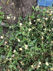 Tridax procumbens