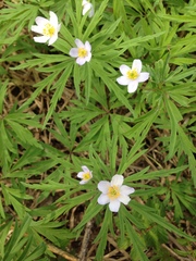 Anemonoides caerulea