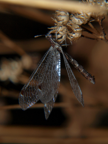Bankisus elegantulus