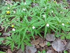 Anemonoides caerulea