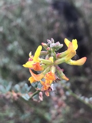 Acmispon watsonii