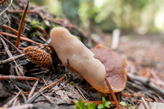 Gyromitra perlata