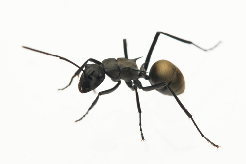 Polyrhachis crawleyiPolyrhachis crawleyi