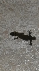 Lepidoblepharis sanctaemartae