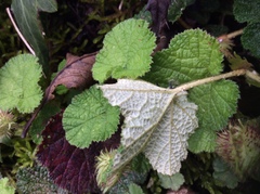 Rubus pectinellus