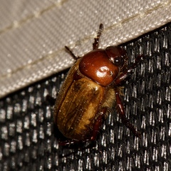 Anomala flavipennis