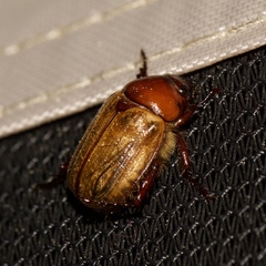 Anomala flavipennis