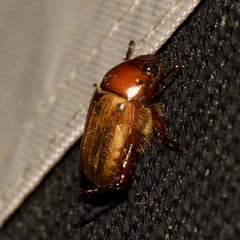 Anomala flavipennis