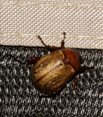 Anomala flavipennis