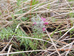 Pedicularis dasystachys