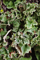 Pseudocyphellaria gretae